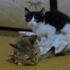 リサシュクレ