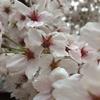 桜木みずほ