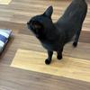 定食亭定吉