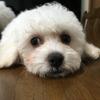 ＠ニノミヤ