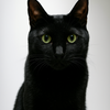黒猫のぽん
