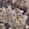 凪桜 nao