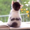 こねこぱん