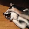 くろい柴犬