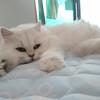 屋根野ツバメ