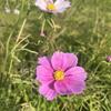 花はな花8