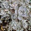 plus  flowers