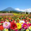 Flower Land