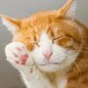 猫の手屋