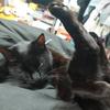 じゃっくのおみみ