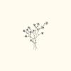 atelier gypsophila