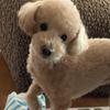 chappy（チャッピー）
