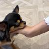 ちいさいいぬ
