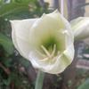 megreenheart66