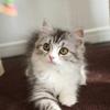 chibi neko