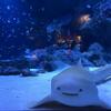 Ricky123