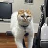 たいきの声
