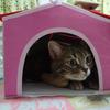 こてつの飼い主