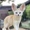 ふぉっくす