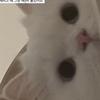 わわいのの