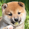 田舎のWebデザイナー
