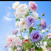 薔薇の館