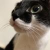 【医療系占い師】黒猫T