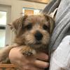 TERRIER