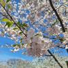 Sakura_008 休止中