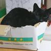 kuroneko4423
