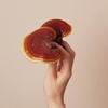 Reishi0615