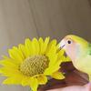 あかい　りんご