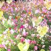 見方　花江