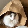 さとうにた