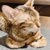 にゃんころもち堂