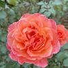 sweet_