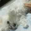 やましたしまや