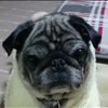 dog_concierge