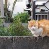 mizuhop