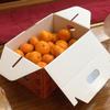 pinponorange
