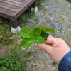 milia_primavera