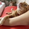 にゃすたろ