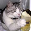 ねこビール
