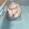 ガジ ガジ