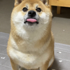 なかにしん。