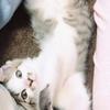 幸せコンサルタント ももっち