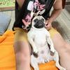 おっさるもん