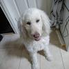 LoveDoodles