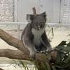 Lovekoala