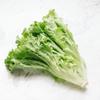 木南サンチュ